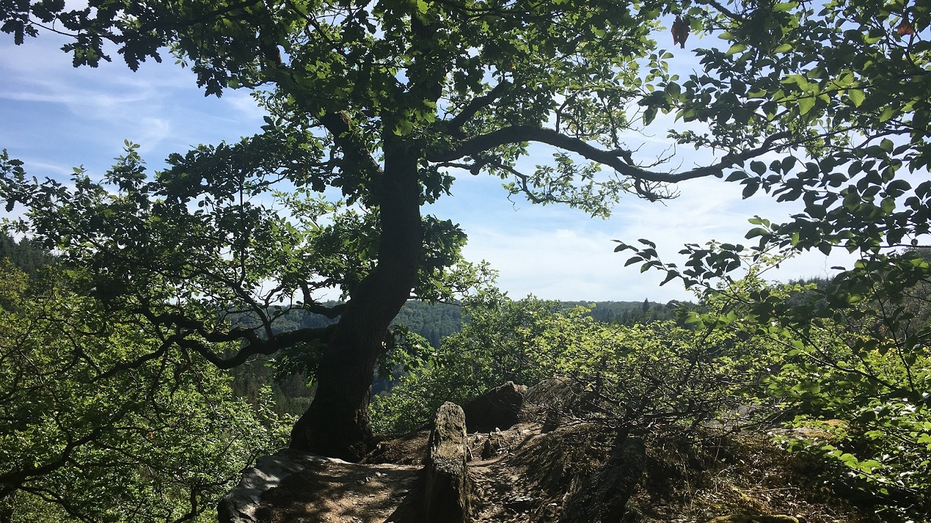 Unberührte Landschaften im Wispertal