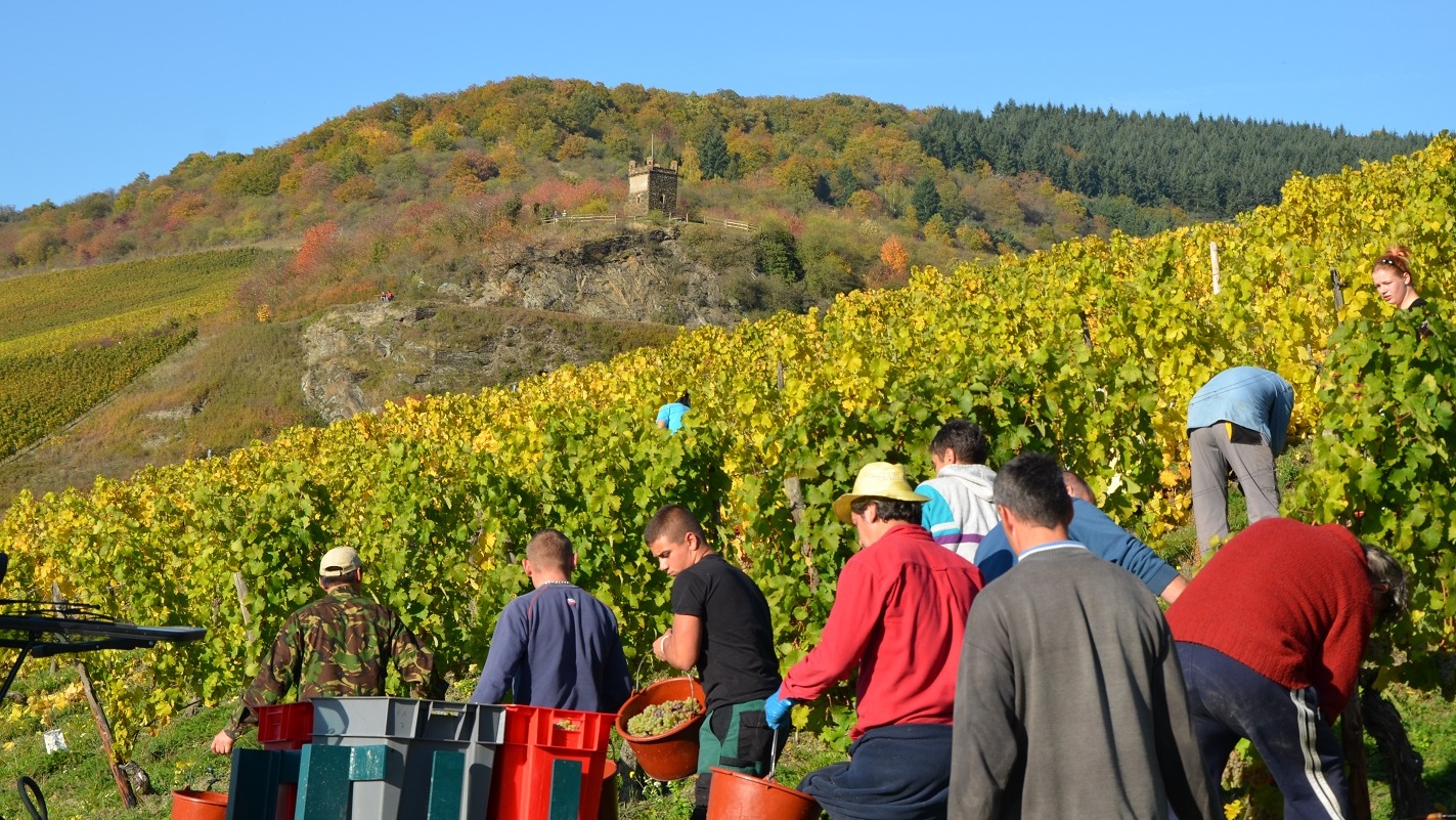 Die Weinlese im Rheingau ist Mitte Oktober abgeschlossen, dann laden die Winzer zum Erntedankfest ein - Tage des Federweißer!