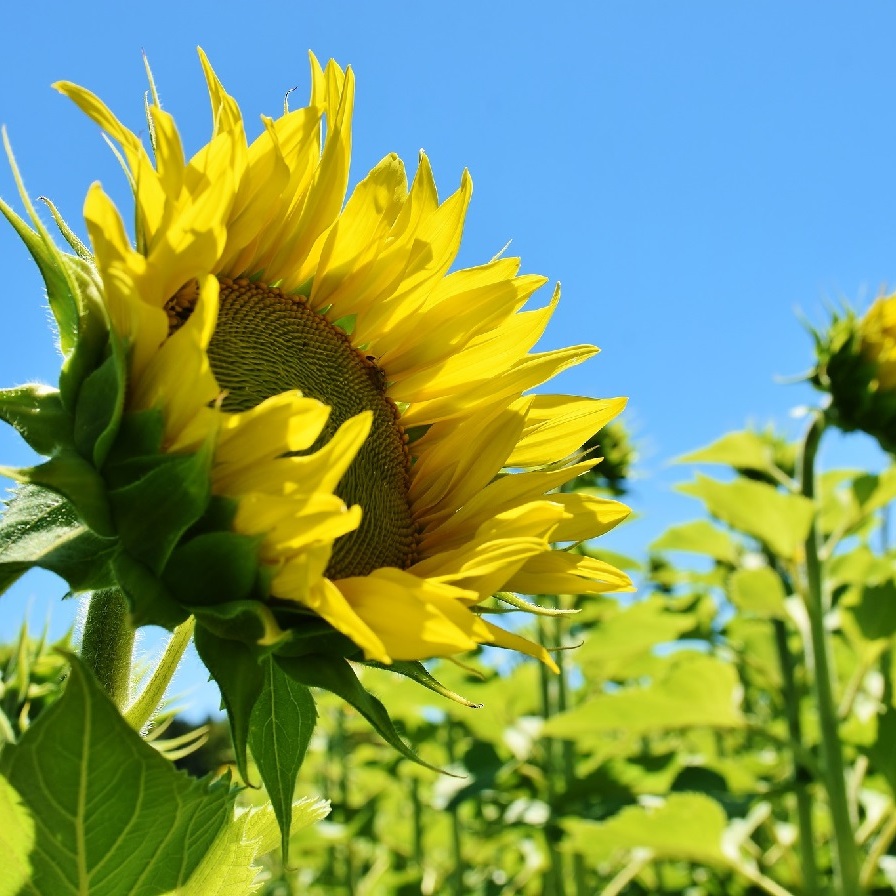 Von der Sonne geküsst