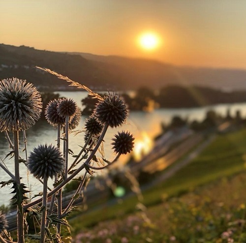 Rheingau im November